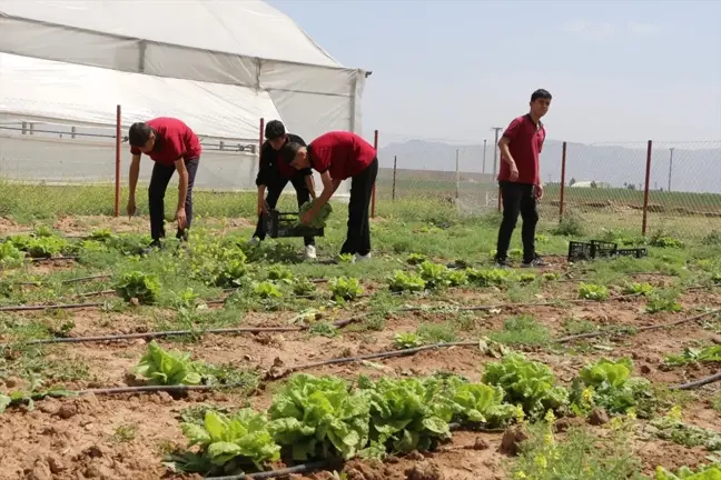 Silopi'de Öğrenciler Tarım Projesi ile İlk Hasadı Gerçekleştirdi