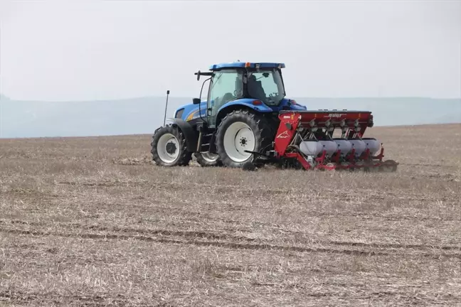 Tekirdağ'da Anıza Ekim Yöntemi ile Kuraklığa Karşı Mücadele