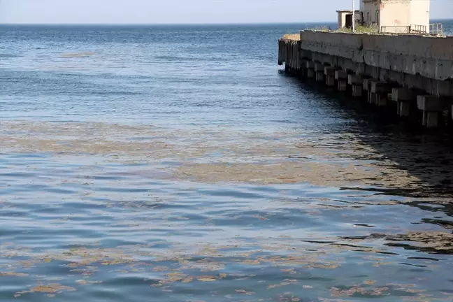 Marmara Denizi'nde Alg Patlamaları Tehlike Oluşturuyor