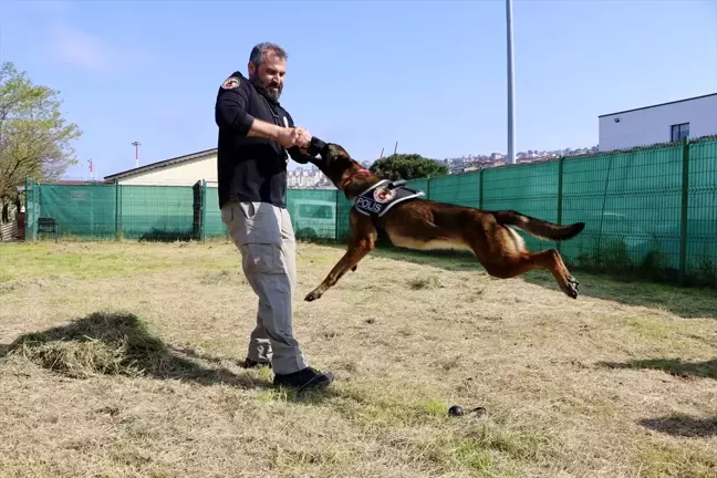 Trabzon'un Narkotik Dedektör Köpekleri Maya ve Liya, Uyuşturucu Operasyonlarında Başarı Elde Etti