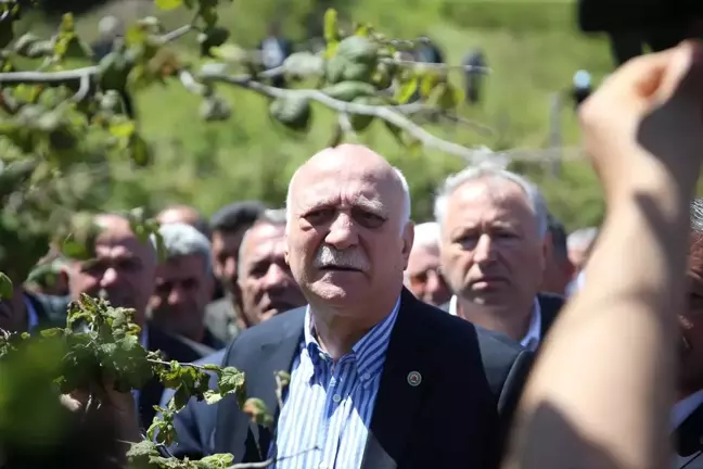 Zirai Don Fındık Bahçelerinde Büyük Zarar Yarattı