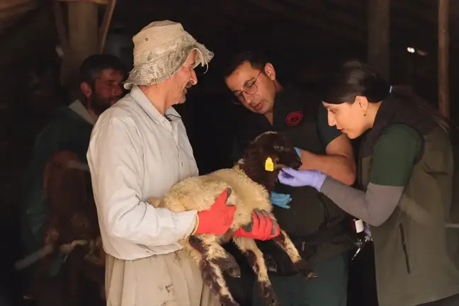 Hakkari'de Hayvan Sağlığı İçin Birlikte Mücadele Eden Konyalı Çift