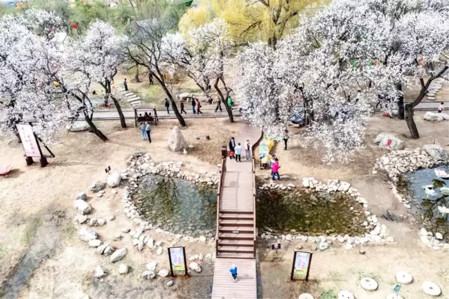 İç Moğolistan'da Bahar Kayıtları: Kayısı Ağaçları Çiçek Açtı