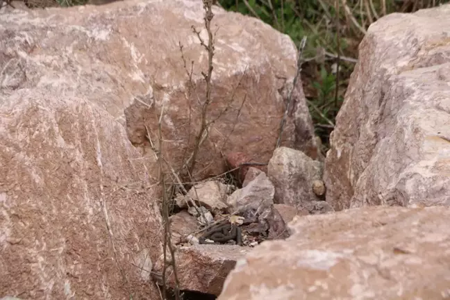 Hakkari'de Yılanlar Doğaya Dönüyor
