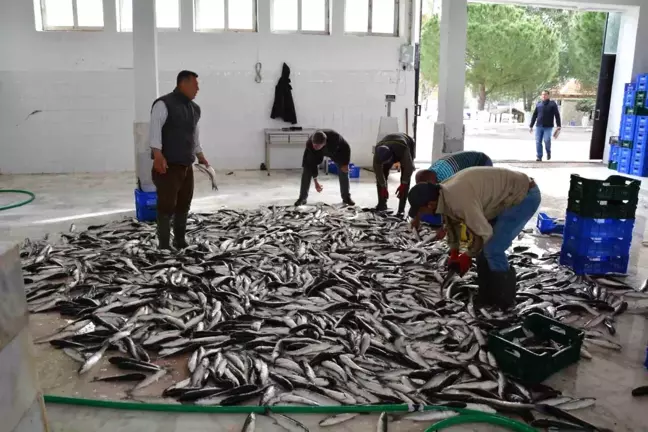 Muğla'nın Nisan İhracatı 95,2 Milyon Dolarla Ülke Ekonomisine Katkı Sağladı