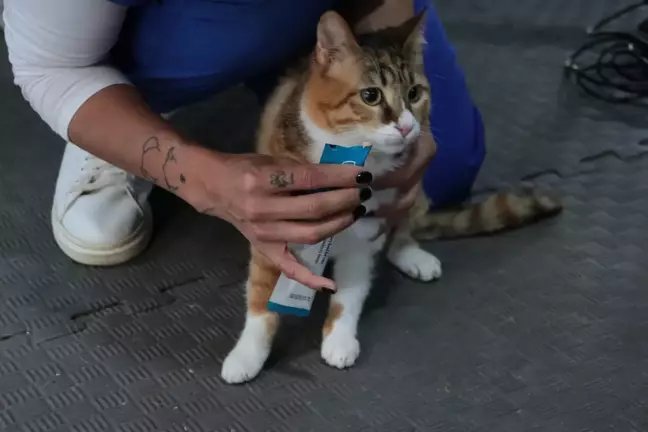 Depremde Yaralanan Kedi 'Defne', Tedavi Edildi ve Sahiplendirilmeyi Bekliyor