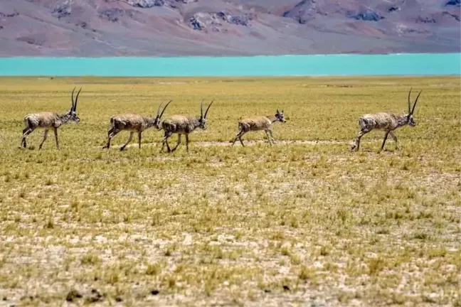 Tibet Antiloplarının Yıllık Göçü Başladı