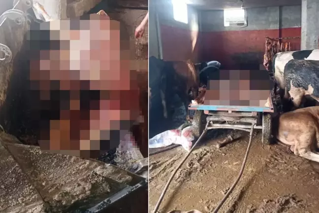 Kebabın başkentinde evde at keserken suçüstü yakalandılar