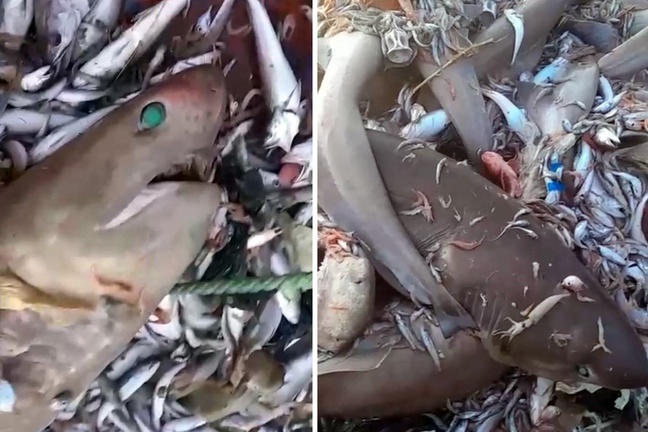 Mersin'de 8 köpekbalığı ağlara takıldı: Bunlar adamı yer
