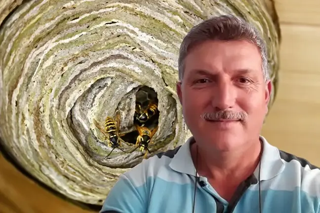 Hobi bahçesinde yaban arılarının yuvasını bozan vatandaşın acı sonu