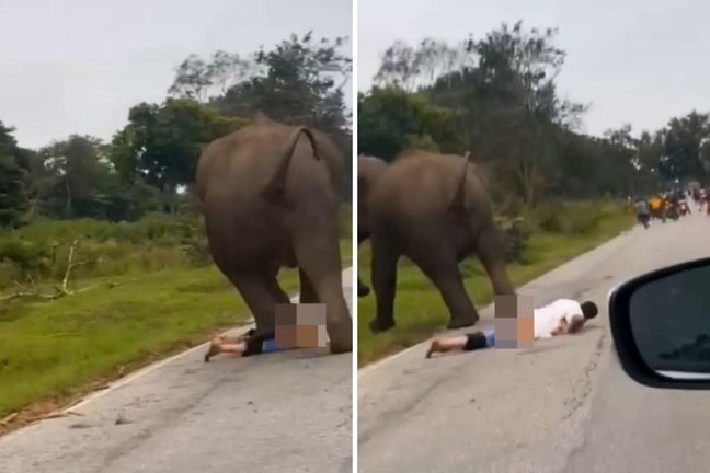 Selfie çekmek istediği filin saldırısına uğrayan turist ağır yaralandı