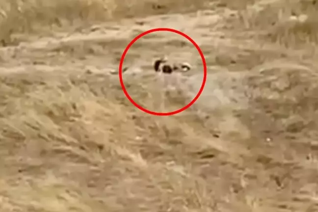 Müftülüğün yanında rezalet! Gündüz vakti tarlada ilişkiye girdiler