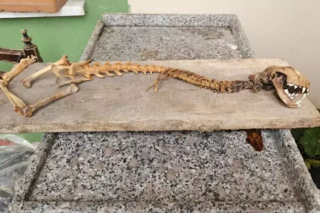 Ahırda bulan köylü dondu kaldı! 55 santim boyunda, yırtıcı dişlere sahip