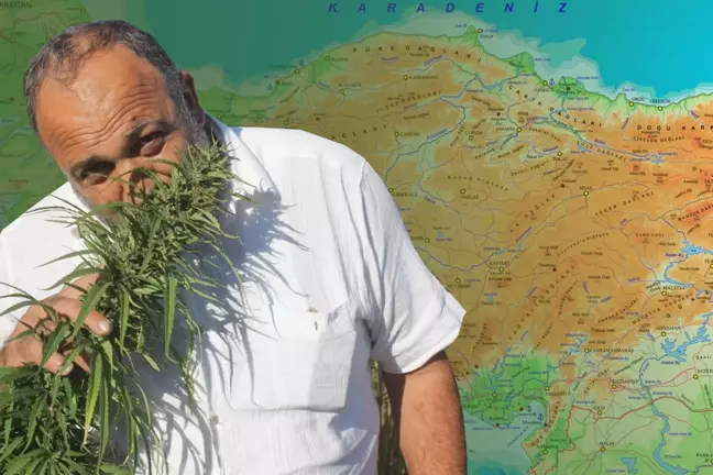 Karar Resmi Gazete'de: 21 ilde kenevir üretimine onay çıktı