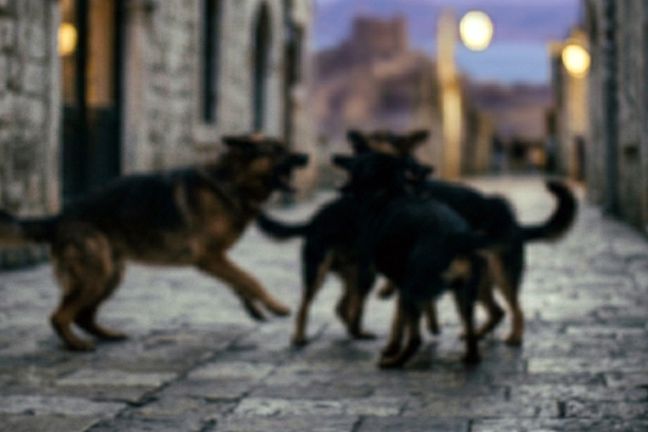 Van'da sahipsiz köpeklerin saldırısı sonucu bir çocuk hayatını kaybetti, bir çocuk yaralandı