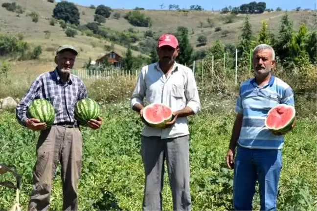 İnegöl'de karpuz hasadı başladı