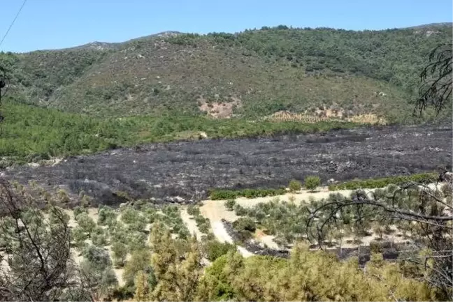 Bakan Pakdemirli, İzmir'deki orman yangını bölgesini havadan inceledi (3)