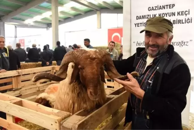 Eskişehir'de çoban festivali