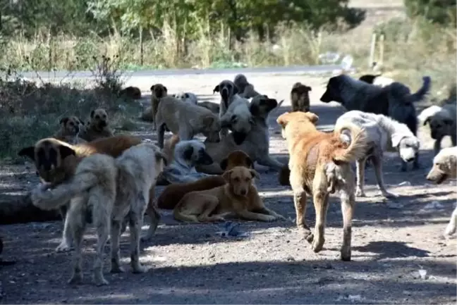 Edirne'de sokak köpekleri 'bakımsızlıktan ölüyor' iddiası