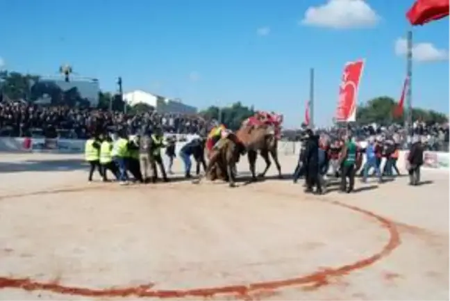 Çanakkale'de deve güreşleri renkli görüntülere sahne oldu