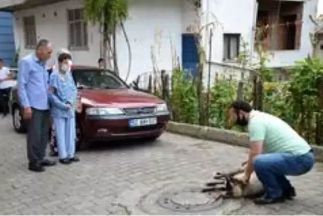 Torpilden gözünü kaybeden çocuk taburcu oldu, dedesi koyun kesti