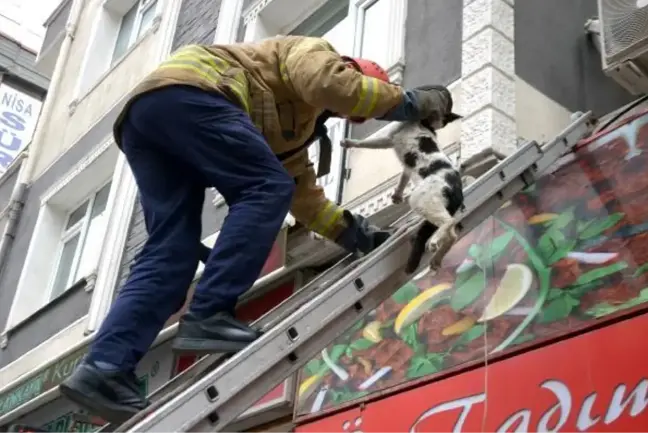 Son dakika haberleri! AVCILAR'DA KORKUNCA REKLAM TABELASININ ÜZERİNE KAÇIP MAHSUR KALAN KEDİYİ İTFAİYE KURTARDI