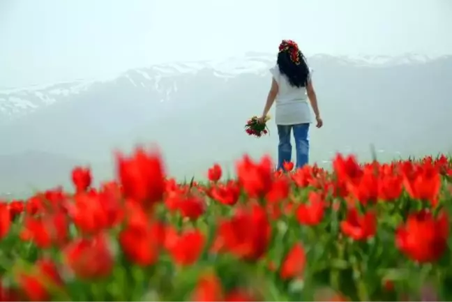 Muş Ovası kıpkırmızı