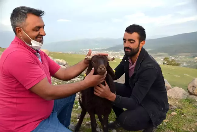 Sarıkamış'ta kaybolan kuzu küpe numarasından bulunarak sahibine teslim edildi