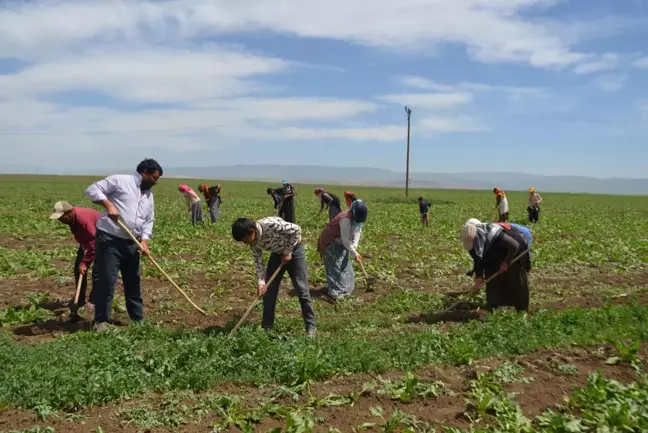 Tarım işçilerinin Muş Ovası'ndaki mesaisi başladı