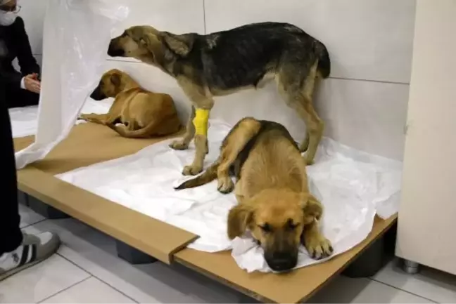 Son dakika haberi... (Ek bilgiyle) AVCILAR'DA ZEHİRLENDİKLERİ İDDİA EDİLEN 4 KÖPEKTEN BİRİ ÖLDÜ