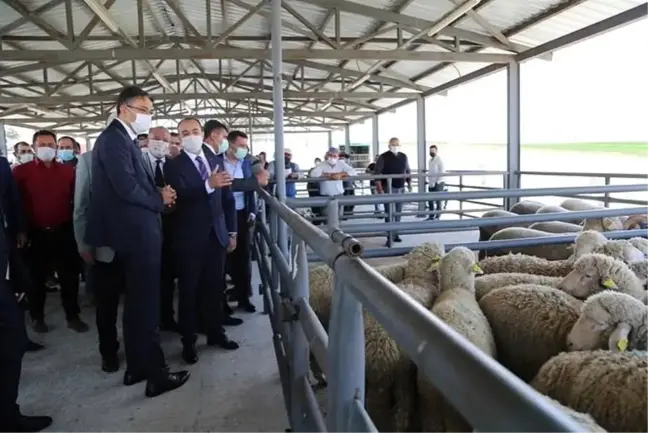 Aslanapa'da 105 adet damızlık koç dağıtıldı