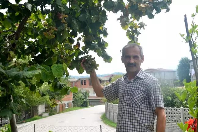 Karadeniz'de düdük fındık için çaldı