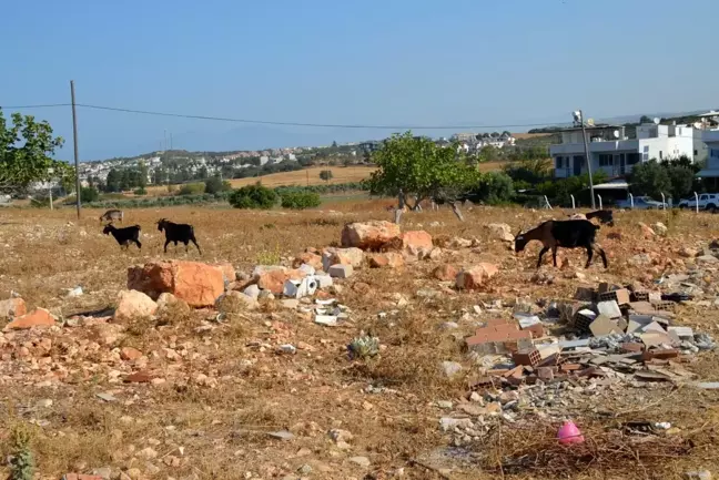 Keçilere zehirli incir tuzağı