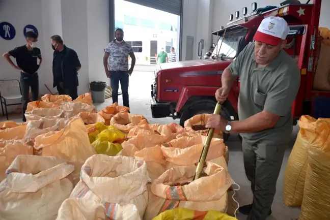 TMO'nun Ordu'da fındık alımı başladı