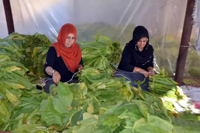 Muş tütün üretiminde söz sahibi olmak istiyor