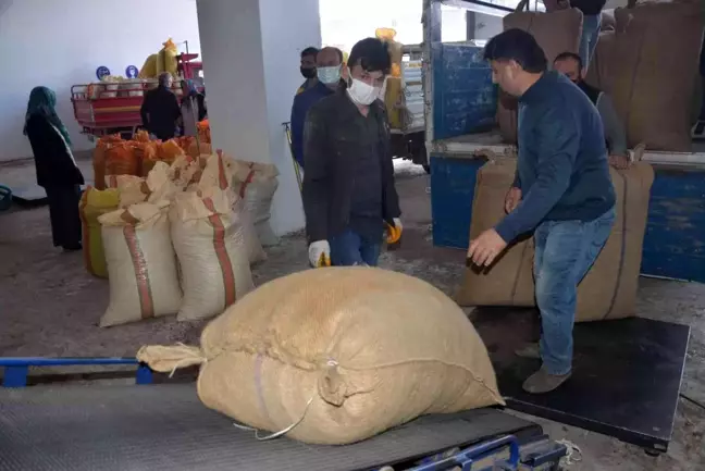 Ordu'da fındık üreticilerinin TMO'ya talebi artıyor