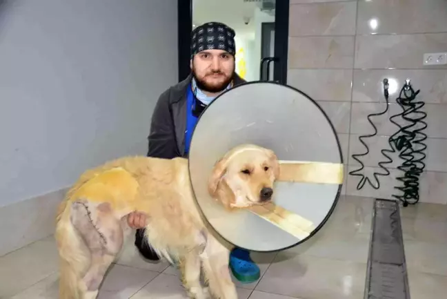 Ordu'da otomobil sürücüsü aracını antrenörün üzerine sürdü, köpek yaralandı