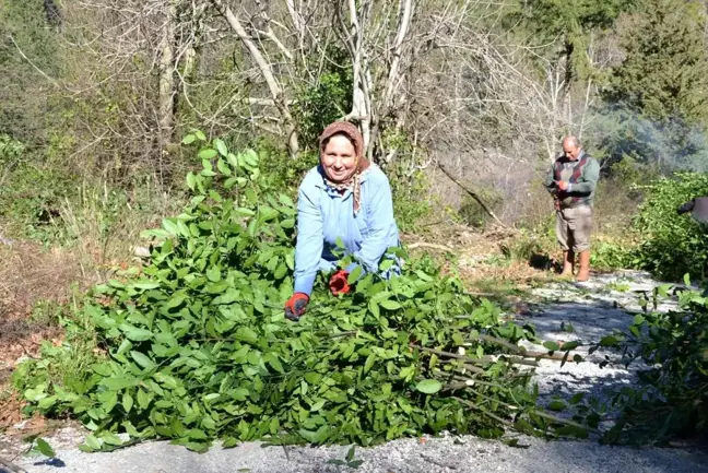 Antalya'da defne yaprağı orman köylüsünün geçim kaynağı oldu