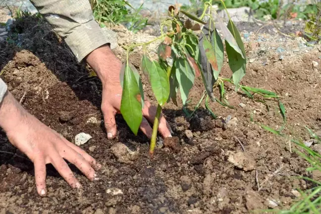 Seferihisar'ın yeni yıldızı avokado