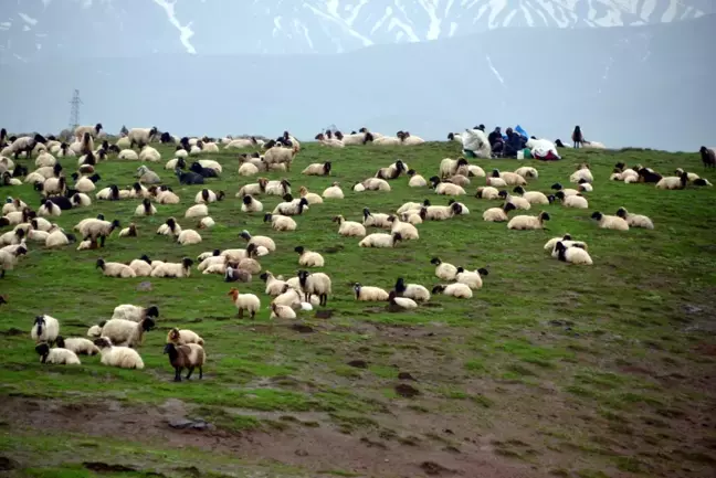 Göçerlerin yayla mesaisi başladı