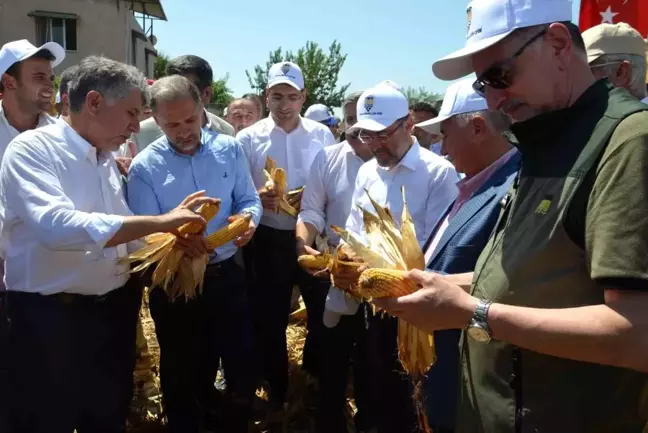 Amik Ovası'nda mısır hasadı başladı