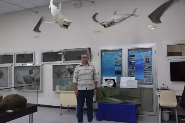 Köpek balığı görüntüleri aslında başka türlerden