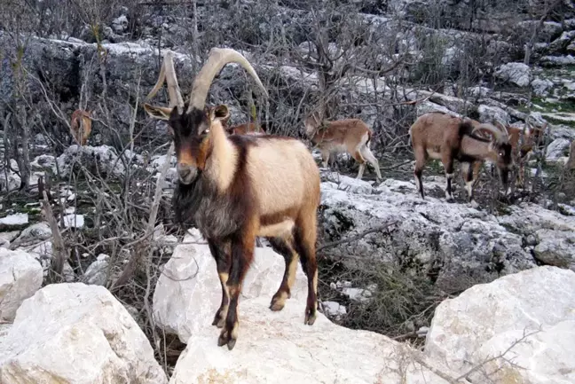 Yaban Hayvanları Avlanma İhaleleri Devam Ediyor