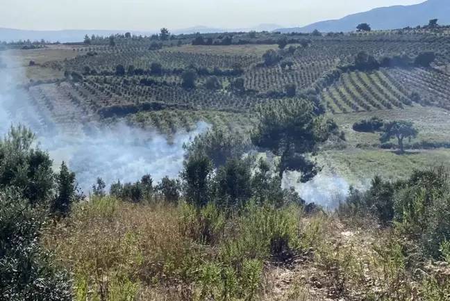 Osmaniye'de Yangın Zeytin Ağaçlarını Tehdit Etti