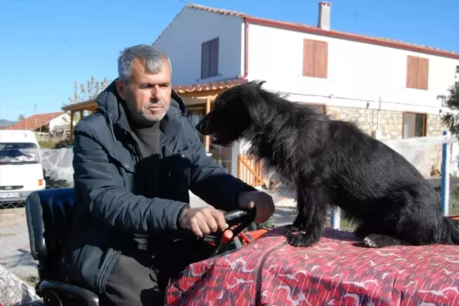 Traktörün Kaportasında Yolculuk Eden Sevimli Köpek: Kara