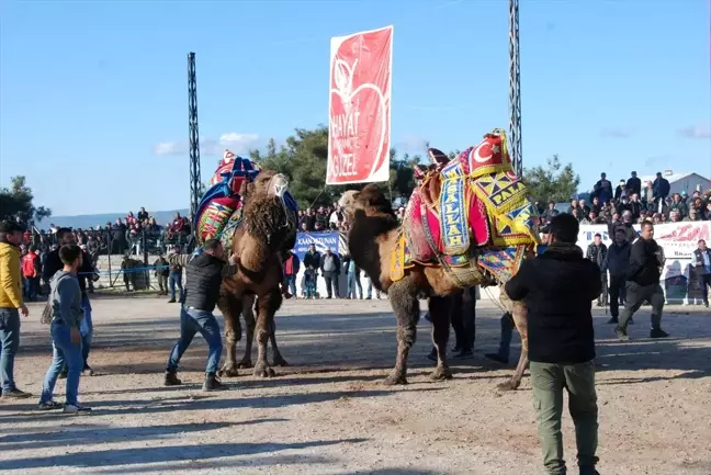 Geleneksel Deve Güreşi Festivali Bayramiç'te Renklendi