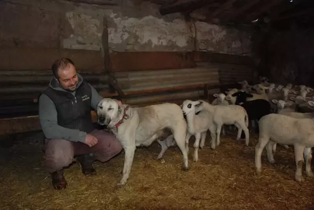 Çoban Köpeği 6 Kuzuyu Sahiplendi