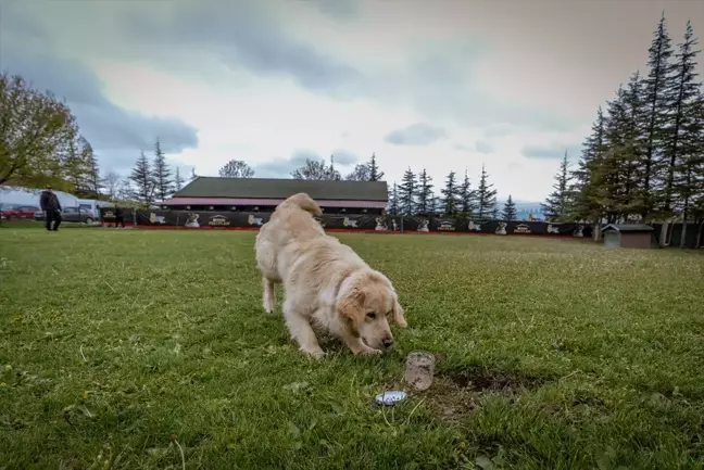 Köpekler Yer Altındaki Su Kaçaklarını Tespit Etmek İçin Eğitiliyor