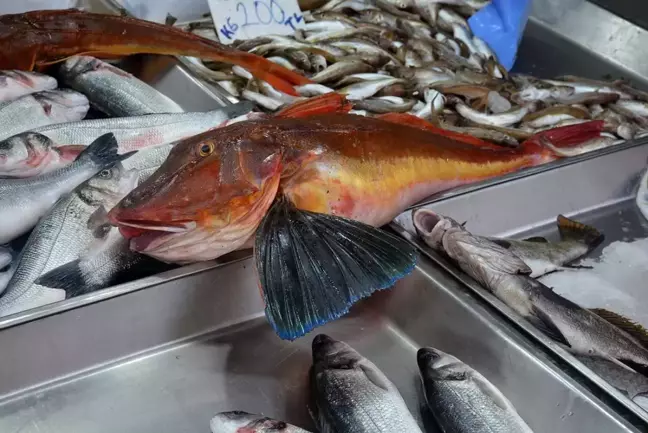 Sinop'ta 5 Kilogramlık Nadir Kırlangıç Balığı Tezgahları Süsledi