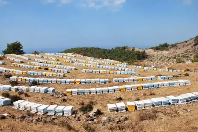 Aydın'a 2 Milyon 582 Bin Lira Arı Desteği